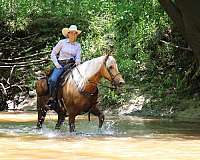 safe-missouri-fox-trotter-horse