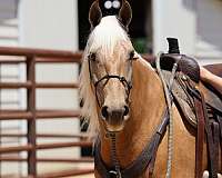 tennessee-walking-horse-missouri-fox-trotter