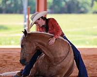 hunting-missouri-fox-trotter-horse