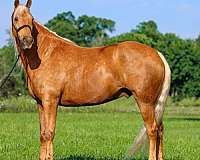 athletic-missouri-fox-trotter-horse