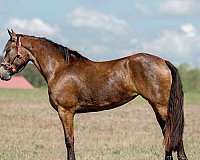 dressage-friesian-horse