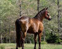 athletic-friesian-horse