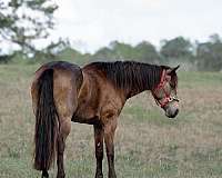 flashy-friesian-horse