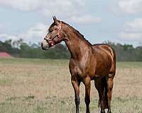 husband-safe-friesian-horse
