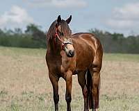 parade-friesian-horse