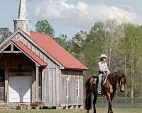 performance-friesian-horse
