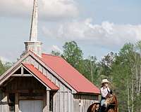 ridden-english-friesian-horse