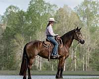 ridden-western-friesian-horse