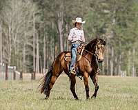 show-friesian-horse