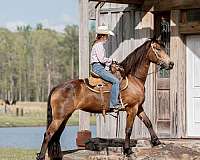 trail-friesian-horse