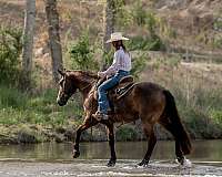 trail-riding-friesian-horse
