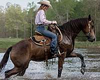 buckskin-all-around-horse