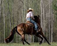 buckskin-friesian-mare