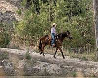youth-friesian-horse