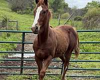 breeding-working-colt