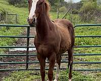 breeding-working-quarter-horse