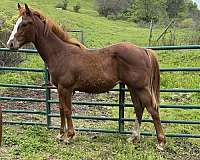 breeding-working-yearling
