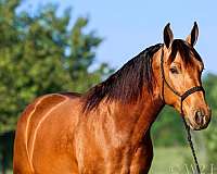 buckskin-missouri-fox-trotter-gelding