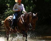 mfthba-gelding