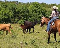 buckskin-gelding-for-sale