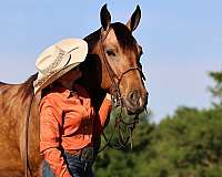 15-hand-gelding