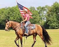 buckskin-missouri-fox-trotter-for-sale