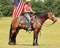 15-hand-missouri-fox-trotter-gelding
