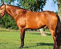 buckskin-mfthba-gelding