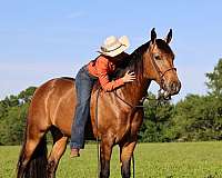 mfthba-missouri-fox-trotter-gelding