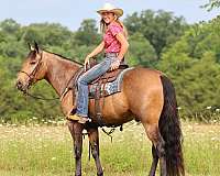 15-hand-buckskin-horse