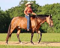 buckskin-missouri-fox-trotter-horse
