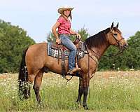 15-hand-missouri-fox-trotter-horse