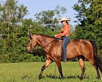 mfthba-missouri-fox-trotter-horse