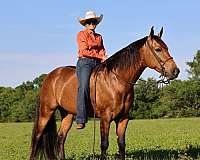 buckskin-missouri-fox-trotter