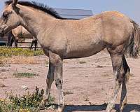tej-horses-quarter