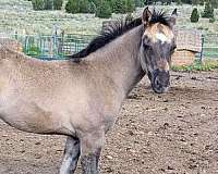 lightning-bar-quarter-horse