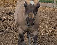 boon-bar-horse