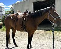 all-thoroughbred-horse