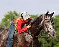 gaited-tennessee-walking-horse