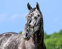 trail-horse-tennessee-walking