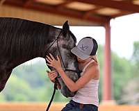 gaited-trail-horse-tennessee-walking