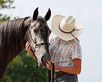 tricks-tennessee-walking-horse