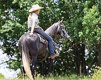 safe-tennessee-walking-horse