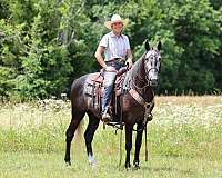 gentle-tennessee-walking-horse