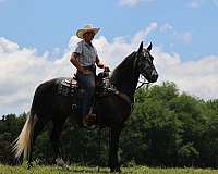 beginner-safe-tennessee-walking-horse