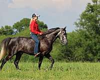 dream-horse-tennessee-walking
