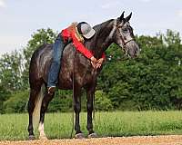 tennessee-walking-horse