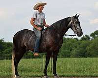 gun-safe-tennessee-walking-horse