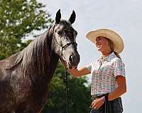 no-spook-tennessee-walking-horse