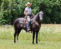 athletic-tennessee-walking-horse